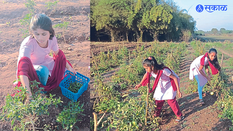 Student picking vegetables and chillies.