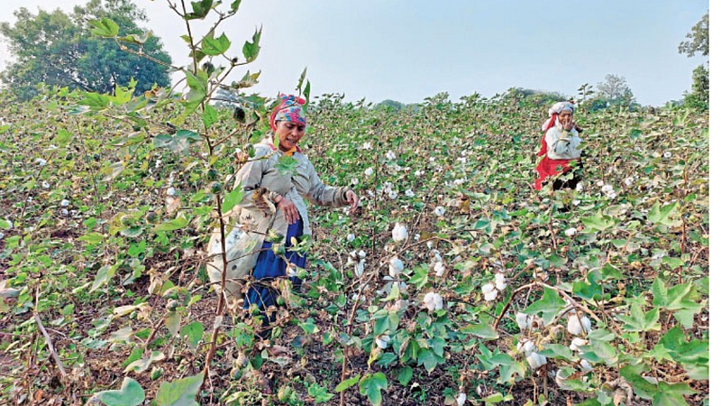 Cotton