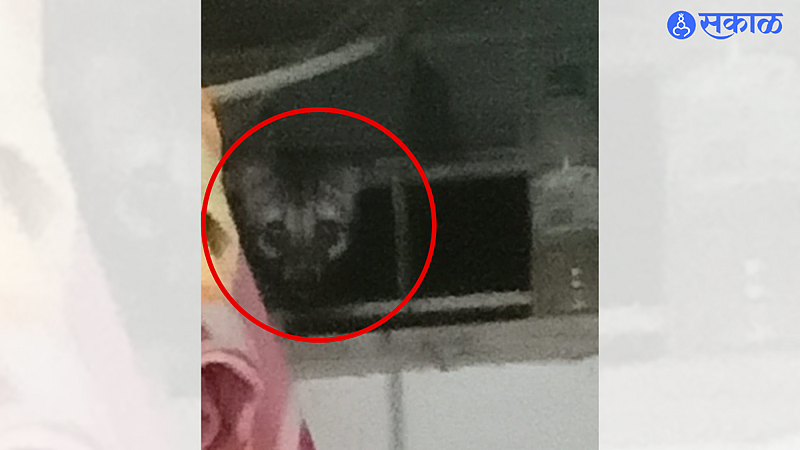 Wild Animal Caught in Camera