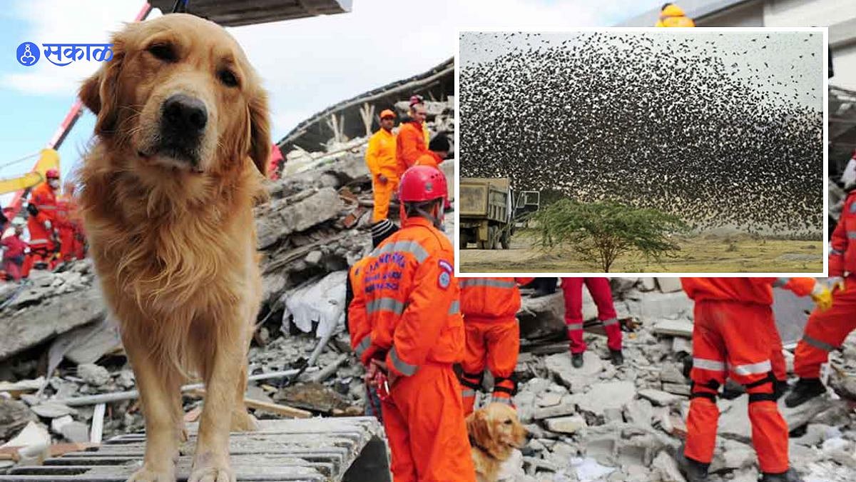 Turkey Earthquake प्राण्यांना आधीच भूकंपाची चाहुल लागते का? काय सांगतं संशोधन l Turkey