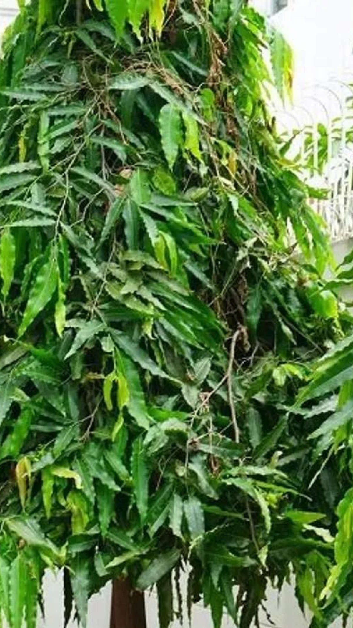 Ashoka Tree Benefits अशोकाचे झाड लावल्याने होतात हे फायदे... Sakal