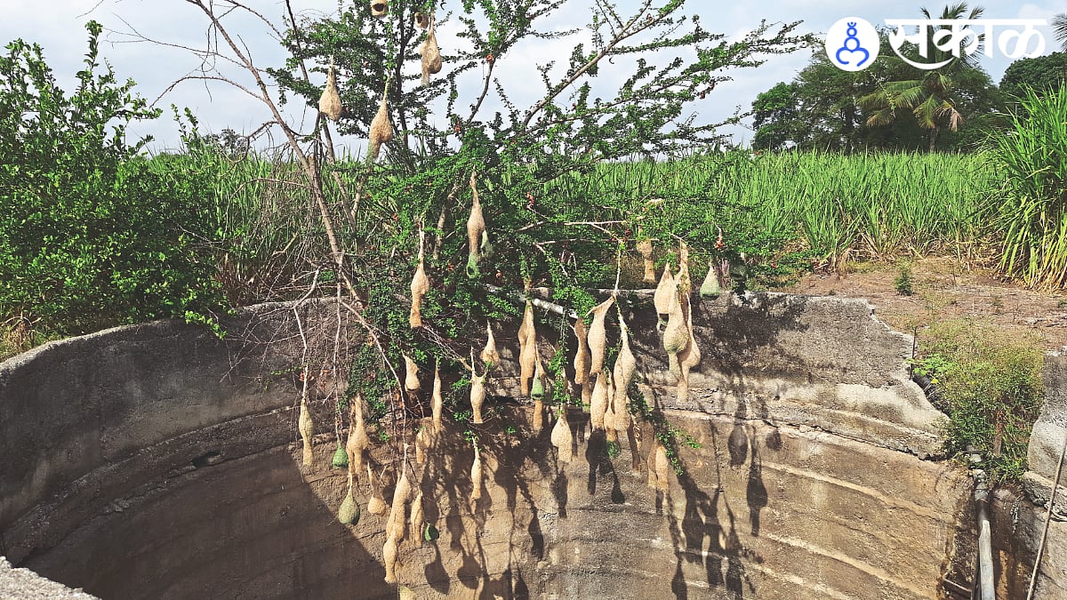 'अरे खोप्यामधी खोपा...’ची ग्रामिण भागात येतेय प्रचिती! सुगरण पक्ष्यांची ...