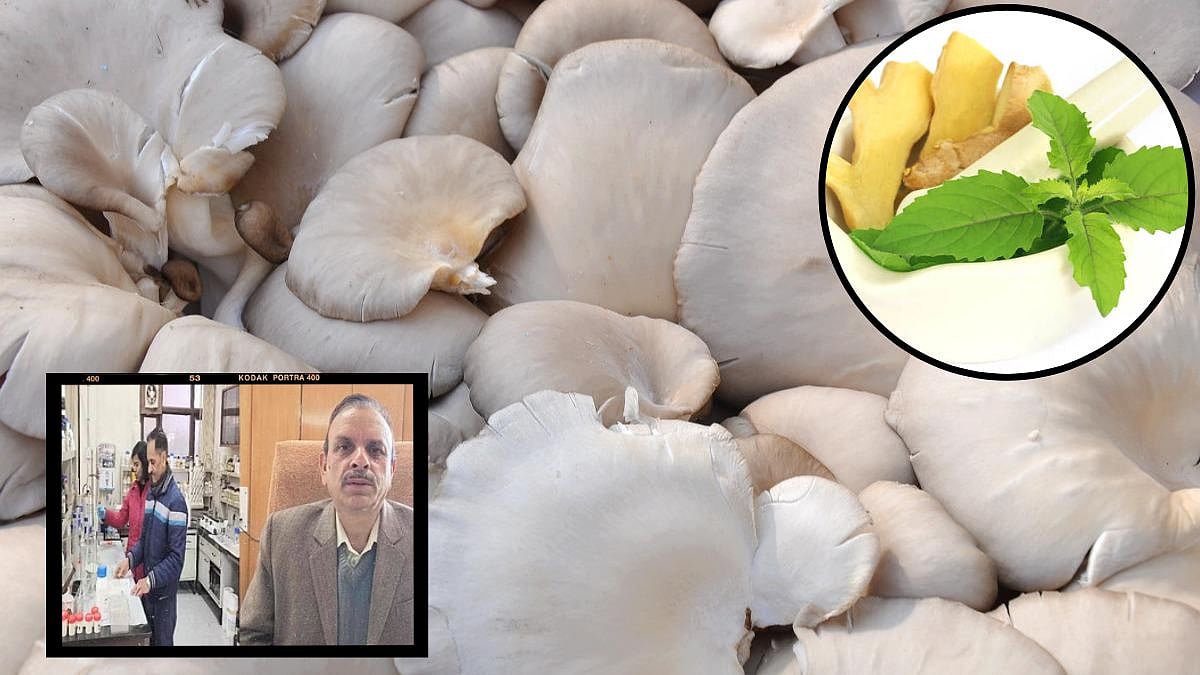 Dhingri Mushroom Research कुत्र्याची छत्री आहे आलं अन् तुळशी पेक्षा