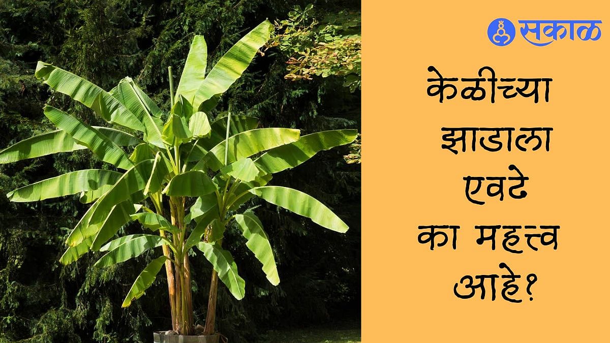 Banana Tree ज्योतिषशास्त्रात केळीच्या झाडाला एवढे का महत्त्व आहे