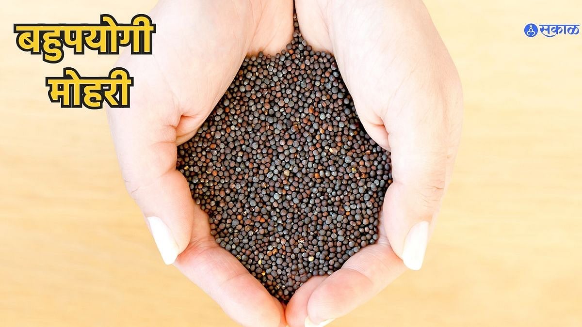 Important Facts Of Mustard मोहरी l mustard seeds or mohari important