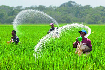 fertilizers