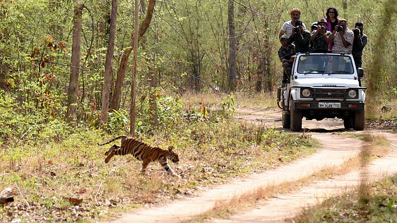 Tadoba
