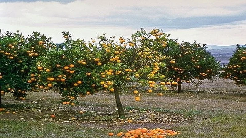 do these remedies to protect your orange fruit crops from damage