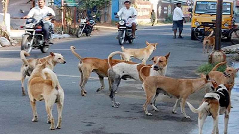 लाॅकडाऊनमुळे कुत्रा चावण्याच्या घटनांमध्ये घट, मुंबई महापालिकेचा अहवाल