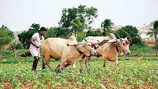 1farmers_.jpg
