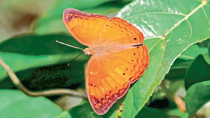 A Rare Species Of Butterfly Found In Sahyadri