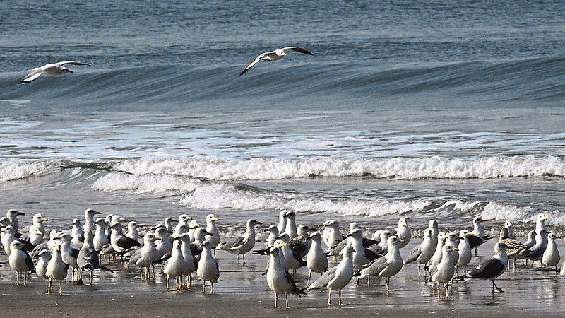 Sea Eagle Arrival On Konkan Beach Ratnagiri Marathi News