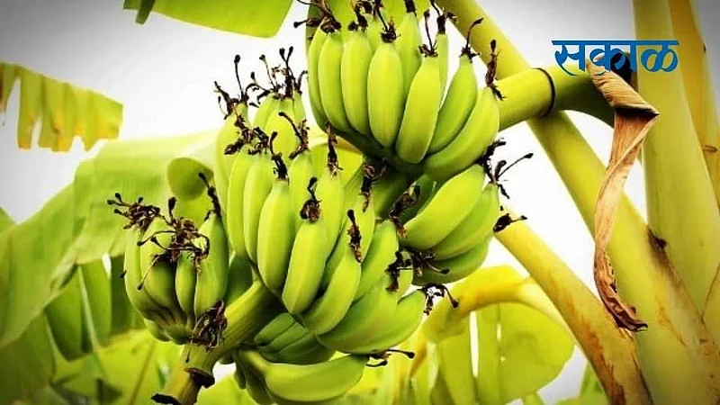Buldana News Time for farmers to throw bananas worth lakhs of rupees!
