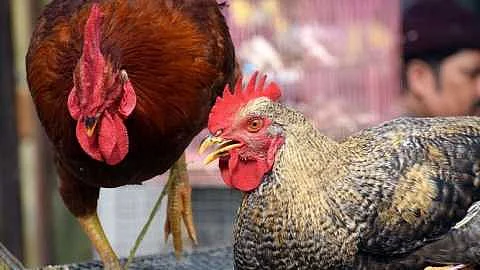 Chicken News