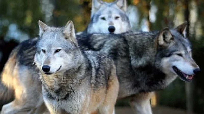 wolves attack On sheeps babies