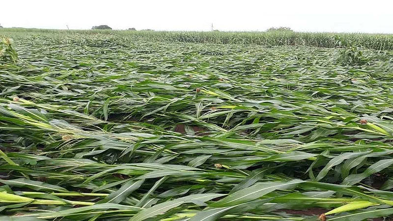 Akola News: First it went viral, then it rained heavily!