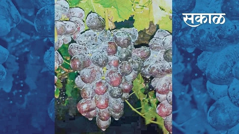 50 crore loss due to untimely rains in Pimpalgaon area Nashik