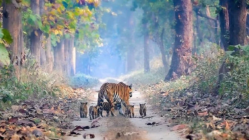 Shooting block of british now becomes Forest in Chandrapur