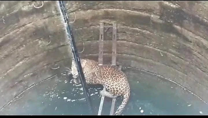 A leopard fell into a well at Mali Zap in Akole taluka