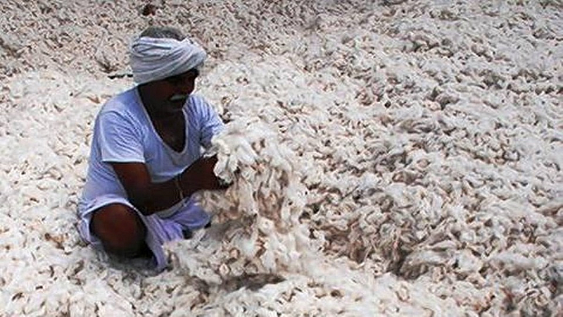 farmers sold their cotton at 1500 rupees for celebrating diwali festival