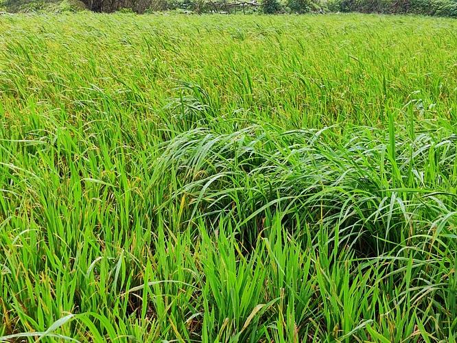Farmers in Akole taluka are facing difficulties due to disease on crop due to heavy rains