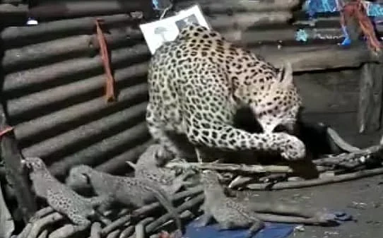 The leopard went to the power sub station in Akole taluka