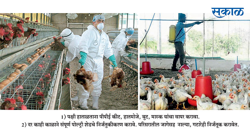 बर्ड फ्लू रोखण्यासाठी प्रतिबंधात्मक उपाय