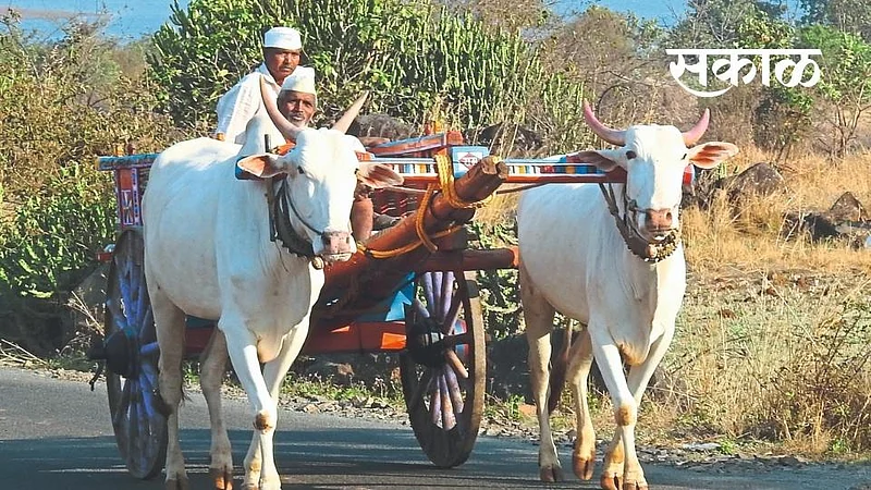 Bullock carts are becoming outdated}