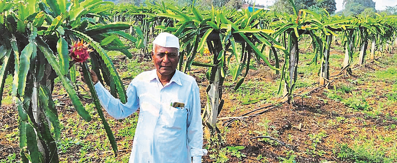 Chinese Dragon Fruit Makes Millions of Kopargaon Farmers