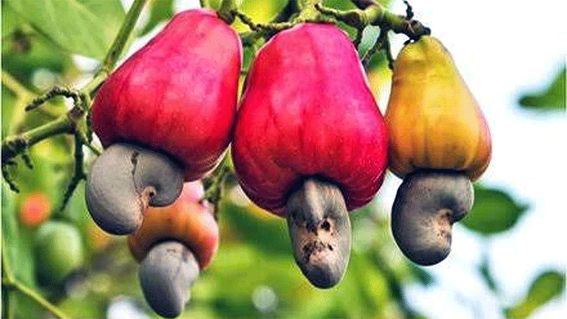 Cabinet approval for making wine from fruits and flowers employment and revenue mumbai