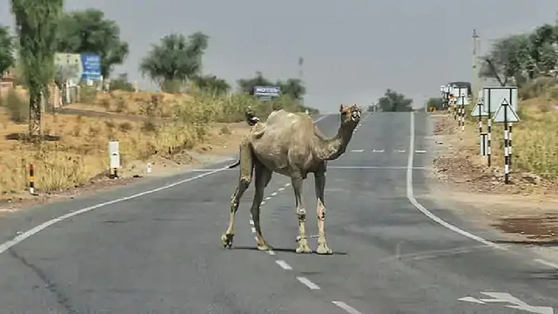 coronavirus, temperature, churu