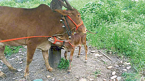 नागपूर शहरातून वाढली गायींची तस्करी, कत्तल! नागपूर शहरातून वाढली गायींची तस्करी, कत्तल!