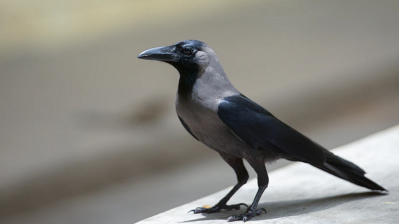 Crows