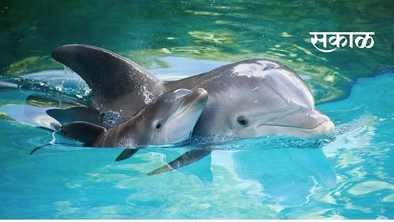The video of Dolphin Fish presenting unique tricks is going viral on social media }
