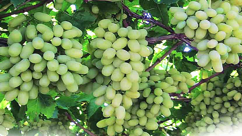 Grapes-Farming