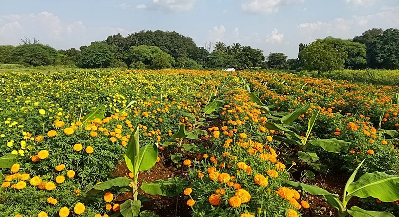 Cultivation of marigold in Kukane and Tarwadi in Nevasa taluka