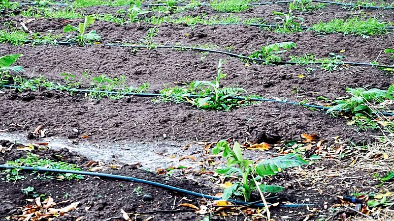 Haistorm Damaged Crops In Osmanabad