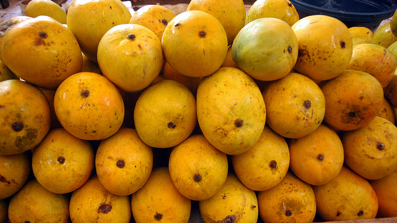 ratnagiri Alphonso mango supply stop due to unavailability of train konkan update