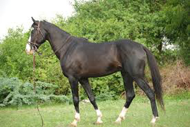 horse