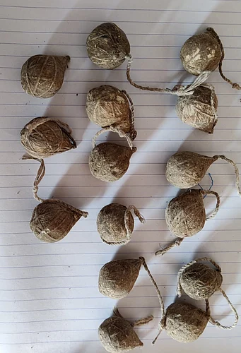 In Buldhana district two accused were caught hunting wild animals with a village bomb.jpg