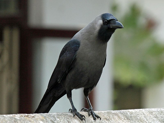 The count of crows decreased in Sonai