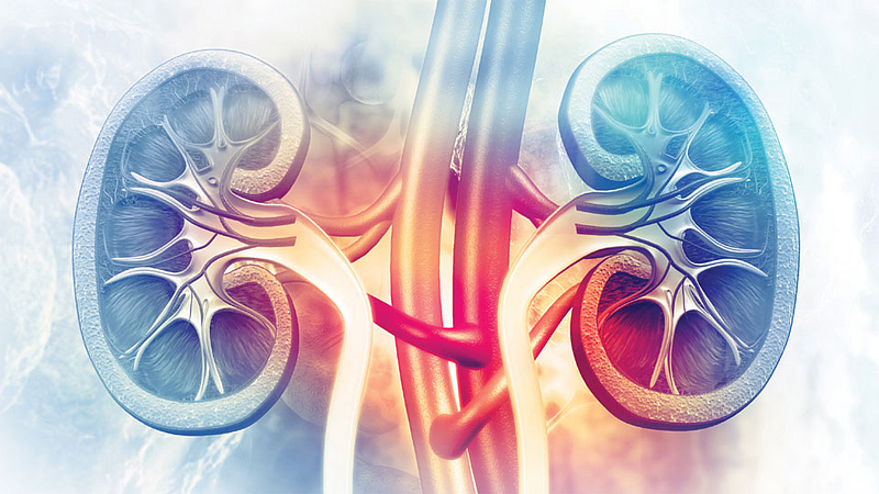 Kidney