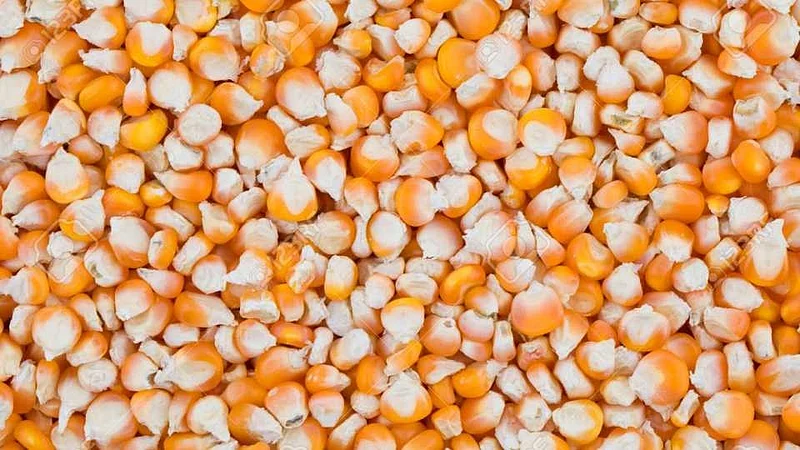 Maize will be procured at base price