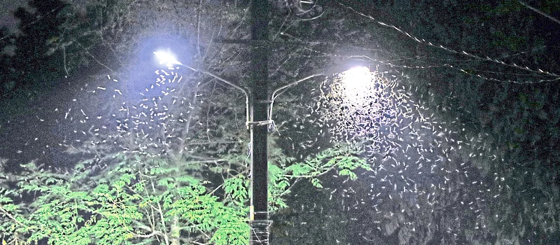 Green insects also love glare read full story