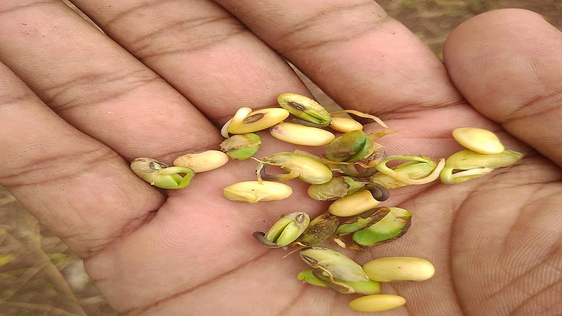 Rain Damaged Crops Nilanga