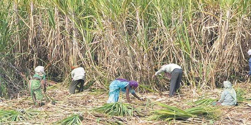 sugarcane cutting
