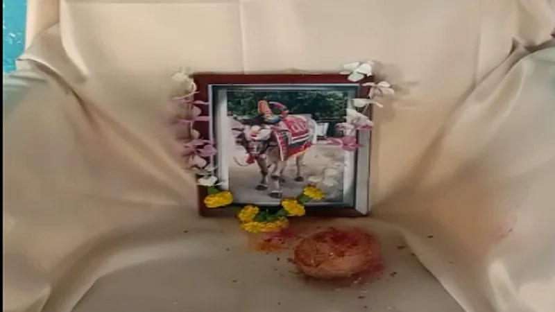 Farmer did all Dashkriya widhi of his bull after him