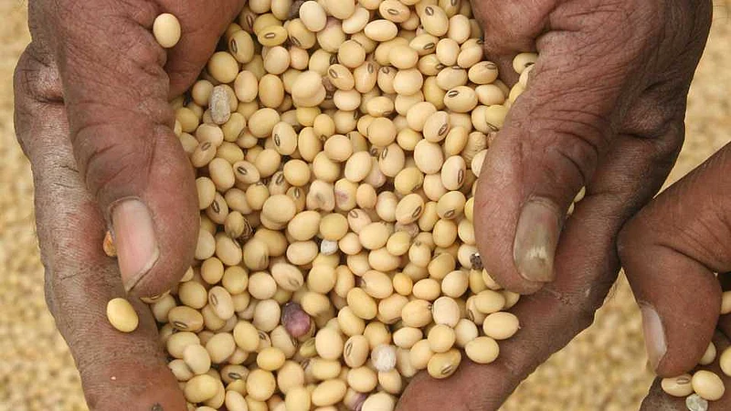 Akola News: Record soybean in the market committee, higher prices to farmers, cash payment