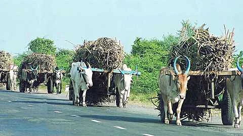 A bull died while driving a sugarcane cart in Shrigonde taluka