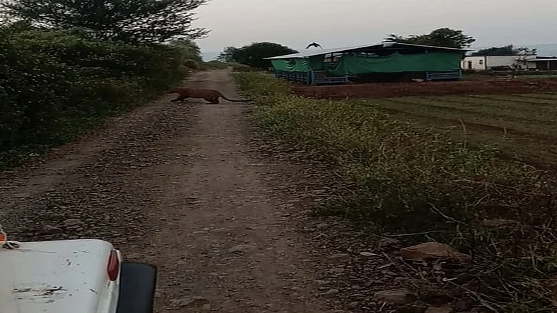 The sighting of leopards at Bharadi on Sunday morning has created an atmosphere of fear in the area.jpg
